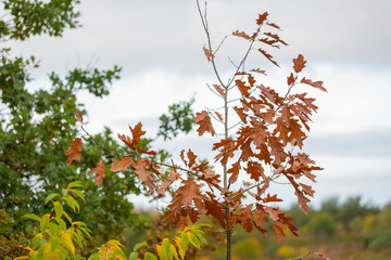 Autumn is in full bloom  and shows its magnificent bright colors