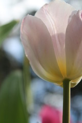 Obraz premium Soft Pink tulip