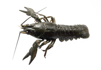 Don cancer. Live cancer green isolated on white background. The view from the top.