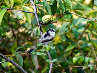 long-tailed bushtit perched in forest foliage 53