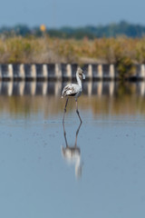 Finicotteri rosa nelle saline di Cervia