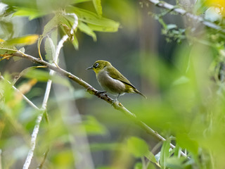 warbling mountain white-eye in Japanese tree 5