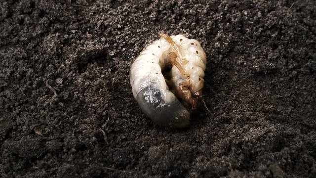 White grub on black soil, june bug maggot, ecosystem organism, environment