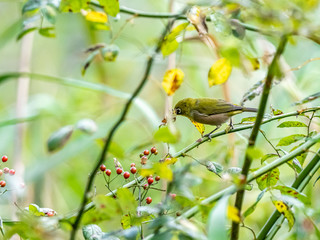 warbling mountain white-eye in Japanese tree 16