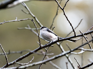 long-tailed bushtit perched in forest branches 8