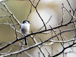 long-tailed bushtit perched in forest branches 10