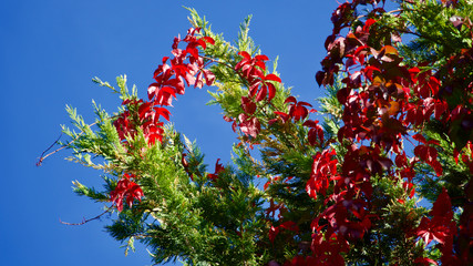Autumn, leaves of various colors and their harmony