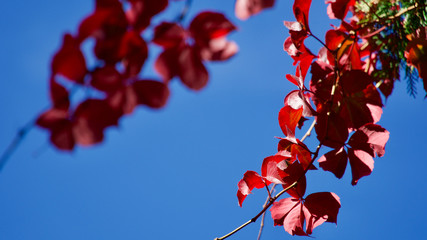 Autumn, leaves of various colors and their harmony