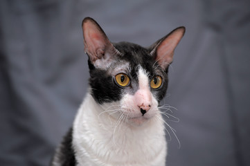 Cornish Rex cat