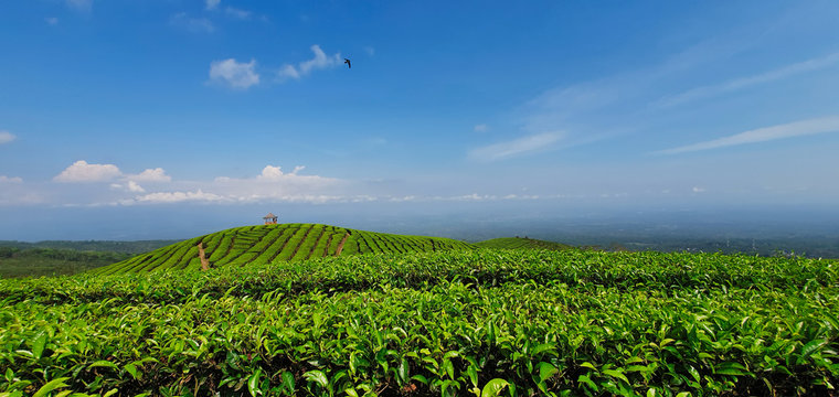 Black silhouettes of people chilling in gazebo on hill top with scenic view. Traditional highland tea plantation in mountains. Popular place, travel destination at family vacation tour in Jawa island.