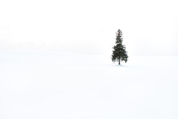 Landscape view of beautiful white winter scenery, a lonely Christmas tree standing on the field covered with snow in Biei, Hokkaido, Japan. Winter, holidays, Christmas and New year background concept.