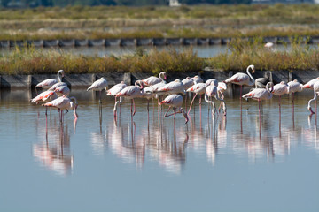 Finicotteri rosa nelle saline di Cervia