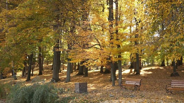 Autumn leaves falling in slow motion and sun shining through fall leaves. Beautiful landscape background. Trees in autumnal Park. Slow Motion