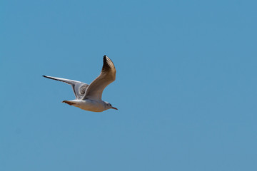 Sterna nelle saline di Cervia