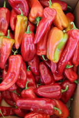 Peppers. Organic colorful peppers. Veggies background. Vegetables pattern, full frame. Red peppers.