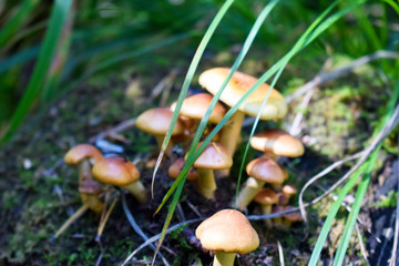 mushroom in forest