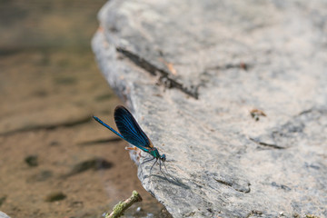 Blauflügelige Prachtlibelle
