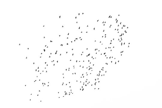 Monochrome photo depicting flock of wild birds against sky