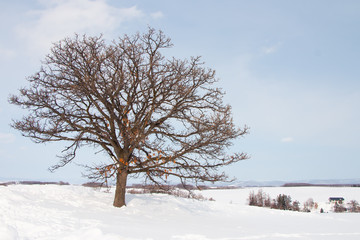 Fototapeta na wymiar Landscape view of beautiful white winter scenery, tree and field covered with snow. One of the most tourist attraction in winter in Biei, Hokkaido, Japan
