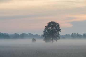 Drzewa we mgle, świt nad doliną Bzury, Pradolina Warszawsko-Berlińska