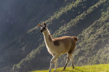 Alpaca is walking in Machu Picchu in Peru