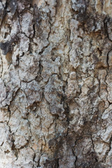 bark of a tree