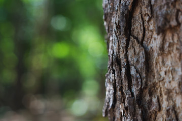 bark of a tree