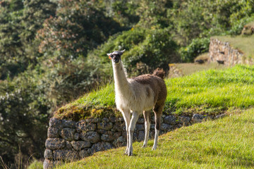 Alpaca is walking in Machu Picchu in Peru