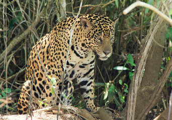 Female Jaguar sitting up looking alert