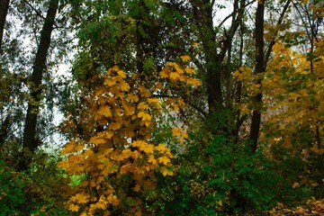 walk through the forrest in autumn
