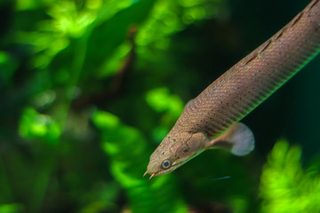 Thin fish like a snake with fangs. Gray fish with bokeh effect on a blurred green background. Free space next to the fish to place text. The concept of extreme diving, relaxation in the tropics