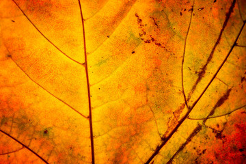 yellow maple leaf autumn macro