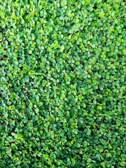 Green grass floor 