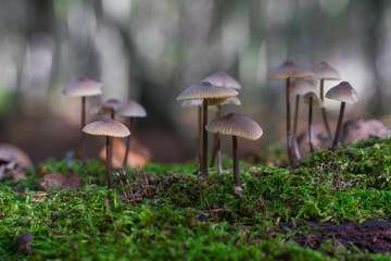 Some small mushrooms grow on a decayed tree trunk in october.