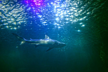 Fototapeta na wymiar a large predatory shark