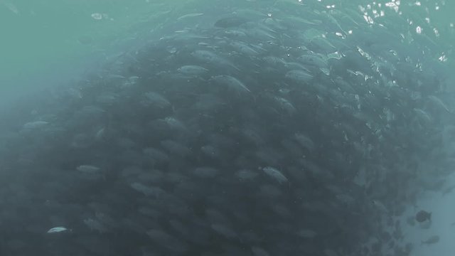 The big school of giant trevally at Malpelo,Colombia
