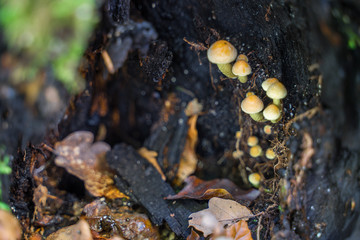 Small mushrooms in the autumnal forest grow in a hole of a tree stump.