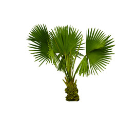 Green palms isolate on white background,