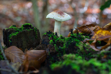 A small mushroom grows on a tree stump in the autumnal forest.