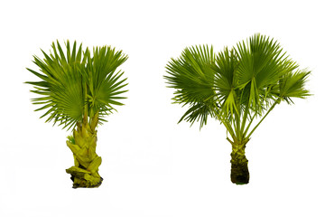 Green palms isolate on white background,