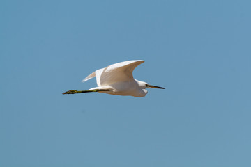 Airone in vole nelle saline di Cervia