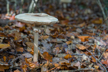 Fototapeta premium A mushroom with a flat cap in autumn leaves on the forest floor.