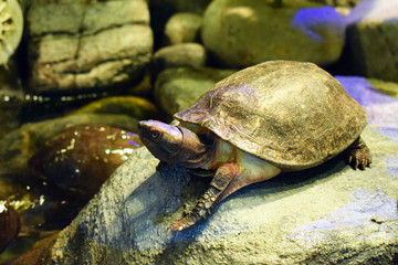 Fototapeta premium Big turtle. Exotic animal.