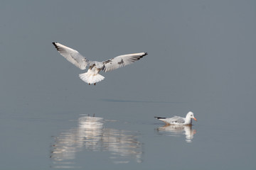 Sterna nelle saline di Cervia