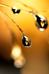 A macro portrait of water drops hanging from a blade of grass with in the droplets the refraction of a fall colored leaf.
