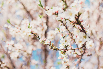 Beautiful almond tree flowers on a branch in the tree with blue sky behind