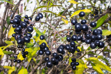 Bunches of small black berries on a tree branch with autumn leaves