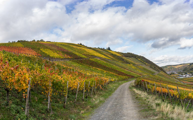 Fototapeta na wymiar The golden autumn on the red wine trail in the Ahr valley