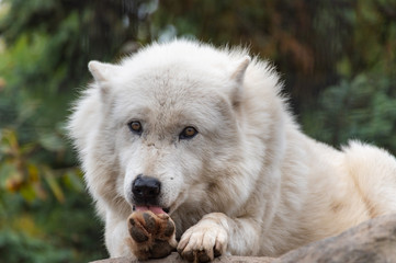 シンリンオオカミ