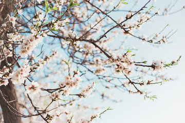 Beautiful almond tree flowers on a branch in the tree with blue sky behind